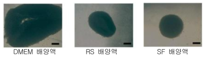 다양한 배양액에서의 배양중인 ES-MSC의 마이크로매스에 전기자극 (10V, 10ms, 2Hz)를 가한 후의 형태 변화