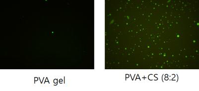 GFP 과발현을 유도한 중간엽줄기세포를 PVA 생체막과 PVA+CS 생체막에 일주일간 배양한 후 형광현미경으로 관찰한 결과