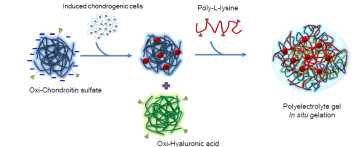 전기자극으로 분화된 연골세포 (Induced chondrogenic cells)를 탑재한 산화히알루론산(Oxi-Hyaluronic acid)과 콘드로이틴산 (Oxi-Chondroitin sulfate) 용액에 양이온성 폴리라이신 (Poly-L-lysine) 용액을 동시에 주사하여 연골세포를 탑재한 하이드로젤을 제작함