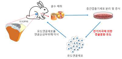 동물모델의 골수에서 채취한 중간엽줄기세포를 이용하여 연골재생효과를 검증하는 in vivo 유효성 실험을 수행함. 전기자극에 의해 직접 연골로 분화시킨 후, 유도연골세포를 동일토끼의 연골손상부위에 이식시켜 주어 연골재생효과를 검증