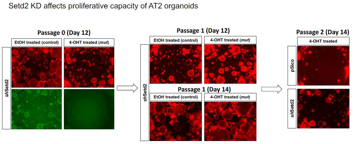 SETD2기능 규명을 위한 오가노이드-유전체 연구의 현재 결과