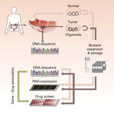 정밀 암의료의 개요 (adapted from van de Wetering et al., Cell 2015)