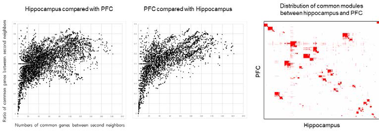 Hippocampus와 cortex 간의 발현 조절 네트워크 구조유사성 측정