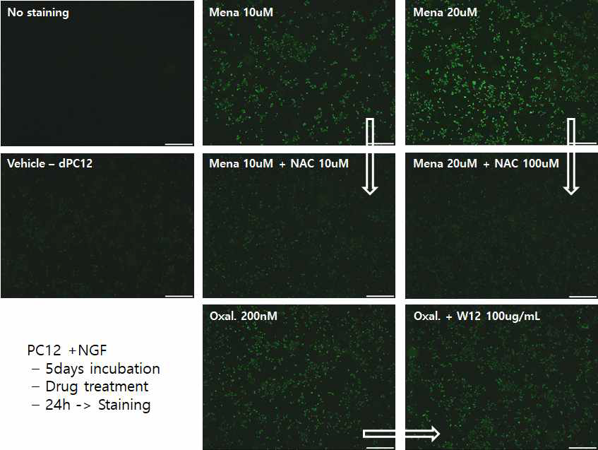 NGF로 분화 유도된 PC12 세포에서 W12FV의 oxidative stress 평가 Mena : menadion, ROS NAC : N-acetyl-L-cysteine, Oxal : oxaliplatin