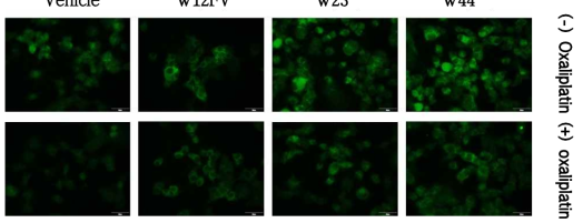 NGF로 분화 유도한 PC12세포에서 oxaliplatin과 추출물 처리에 의한 GAP43 단백질 발현 변화