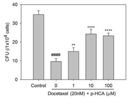 W76 유래 단일성분 p-hydroxycinammic acid의 ex vivo 유효성 평가
