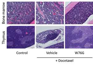 도세탁셀 골수독성 실험동물모델에서 W76G의 반복투여에 따른 면역 기관에서의 조직학적 평가