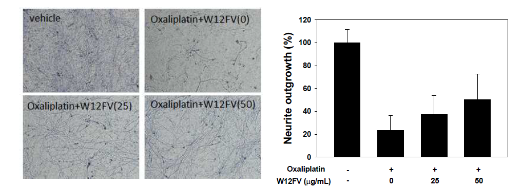 W12FV의 DRG세포에서 oxaliplatin의 신경돌기 성장 억제 완화. Yi JM et al, 2019, Molecules