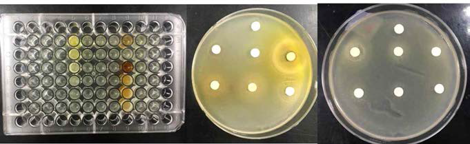 Streptococcus pneumoniae에 대한 GHX02의 항균 효과 실험