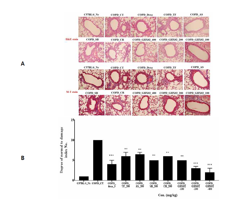 Effects of GHX02 on histopathological changes and histology scores in the lung of a CSE/LPS-induced murine model of chronic obstructive pulmonary disease. Untreated mice received the vehicle, whereas model mice were induced by intratracheal injection of CSE/LPS and then treated with the vehicle (CTL), Dexa (dexamethasone 3 ㎎/㎏), TF (Trichosanthis Fructus 200 ㎎/㎏), AS (Armeniacae amarum Semen 200 ㎎/㎏), CR (Coptidis Rhizoma 200 ㎎/㎏), SB (Scutellaria baicalensis 200 mg/kg) and GHX02 (400,200,100 ㎎/㎏) for 21 days. Lungs were fixed, sectioned, and stained with hematoxylin and eosin (H&E) and Masson's trichrome (M-T) stains. (A) Representative sections from each treatment group are shown. (B) Quantitative analysis of the degree of lung tissue damage in the sections. Data are from individual mice, with the arithmetic means shown in the histogram. All values are mean±SEM. * : Significantly different from the Control group (* p<0.05, ** p<0.01, *** p<0.001)