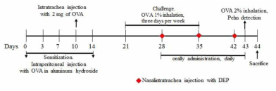 Schematic diagram of ovalbumin sensitization asthma in mice