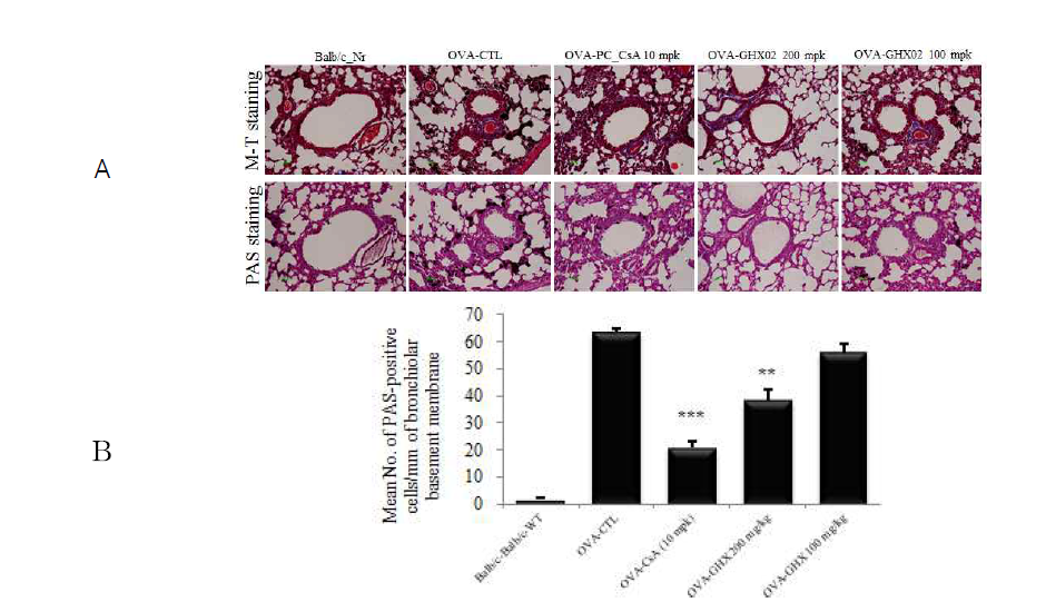 Effect of GHX02 on histologic markers of airway inflammation in lung tissue of OVA-induced mice. (A) M-T, and PAS staining of lung sections from normal and asthmatic mice treated with OVA (control), GHX02 (200, 100 mg/kg). PAS-positive cell number (B) were quantitated. M-T: Masson’s trichrome; PAS: periodic acid-Schiff. Results are expressed as mean ± SEM (n = 8 mice per group). * : Significantly different from the Control group (** p<0.01, *** p<0.001)