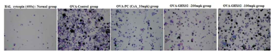Effect of GHX02 on cytospin image of BALF in OVA-induced mice. Mice were treated with the GHX02 extract (200, 100㎎/㎏) for 13 weeks. Balb/c mice were challenged with OVA as described in the Experimental section