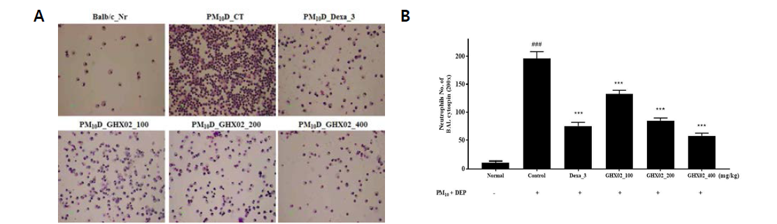 Inhibition of infiltrated granulocytes by GHX02 extracts in airway of PMD induced mouse model. (A) Suppressed neutrophilia in BAL Fluid. (B) Photomicrograph of BAL Fluid cytospins from PM10D-induced mice. The granulocytes infiltrated to BAL were estimated by Diff-Quik staining. Data are shown as mean ± SEM of each group (n=8 per group). ###p < 0.001 versus the BALB/c_normal group, ***p < 0.001 versus the PM10D control group mice