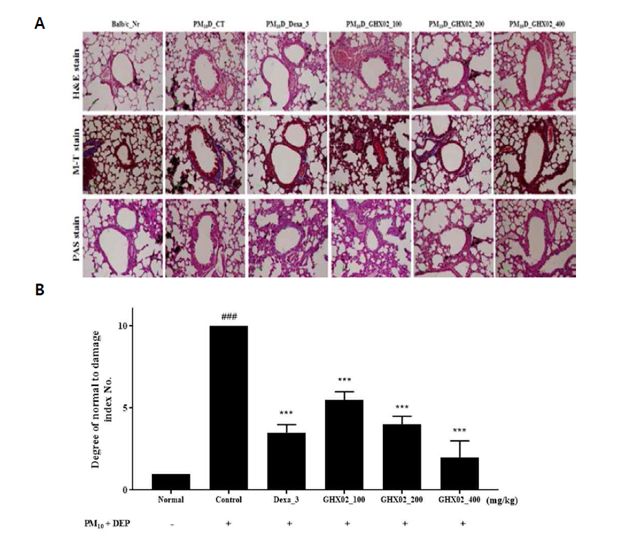 Amelioration of clinical signs by GHX02 extracts in airway tissue from PMD-induced mice models. Thickness of alveolar wall was measured by H&E staining, M-T and PAS staining assay. (A) Effect of GHX02 treatment on lung histopathology in PM10D-induced mice. Lungs were fixed, sectioned, and stained with hematoxylin and eosin (H&E), Masson's trichrome (M-T) stains and PAS stains. Representative sections from each treatment group are shown. (B) Quantitative analyses of the degree of lung tissue damage in the sections. Data are from individual mice, with the arithmetic mean points shown in the histograms. Data are shown as mean ± SEM of each group (n=8 per group). ###p < 0.001 versus the BALB/c_normal group, ***p < 0.001 versus the PM10D_control group mice