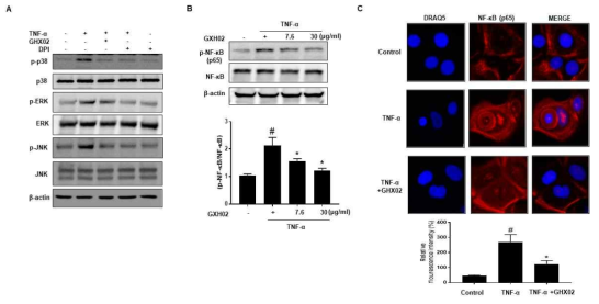 GHX02 inhibited TNF-α-induced MARK phosphorylation