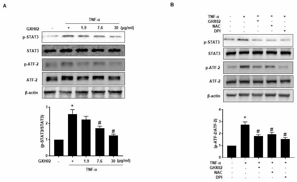 GHX02 inhibited TNF-α-induced STAT-3 and ATF=2 activation