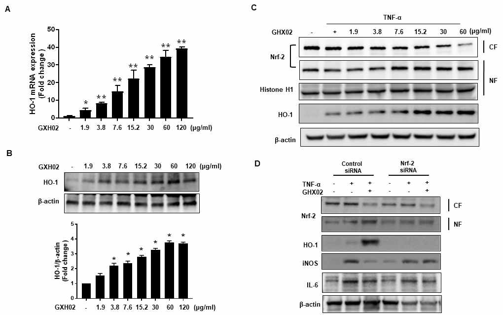 GHX02 activated HO-1 expression through the Nrf-2 pathway in NHBC