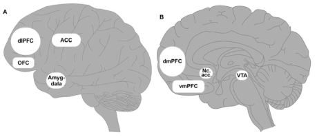 인터넷·게임 중독과 상관관계가 높은 뇌 영역 (A) lateral view, (B) medio-sagittal view