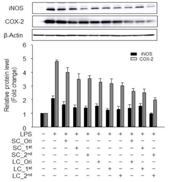 Inhibitory effects of processed Schisandra chinensis(SC) and Lycium chinense(LC) on LPS-induced iNOS, and COX-2 protein overexpession in RAW 264.7 cells