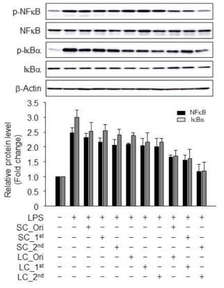 Inhibitory effects of processed Schisandra chinensis(SC) and Lycium chinense(LC) on LPS-induced NF-κB activation and IκBα phosphorylation in RAW 264.7 cells