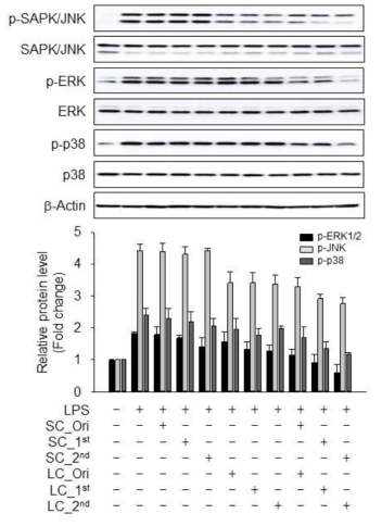 Inhibitory effects of processed Schisandra chinensis(SC) and Lycium chinense(LC) on LPS-induced MAPK signaling pathways in RAW 264.7 cells