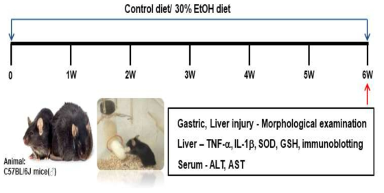 Chronic alcoholic stomach and liver damage animal model design