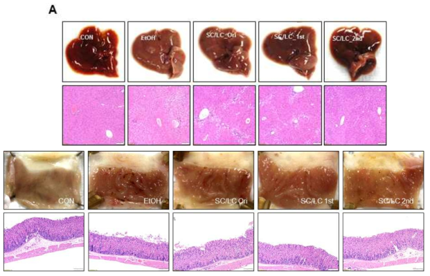 Inhibitory effects of processed Schisandra chinensis(SC) and Lycium chinense(LC) on Chronic alcoholic stomach and liver damage mice