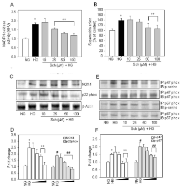 오미자 유효성분인 Schisandrin의 신장 mesangial cells에서 고포도당에 의한 NADPH oxidase 활성 억제 효능