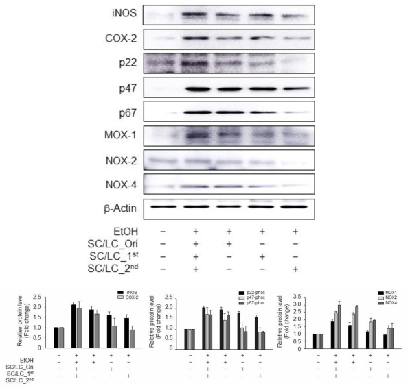 Inhibitory effects of processed Schisandra chinensis(SC) and Lycium chinense(LC) on alcohol-induced NADPH oxidase signaling pathways in liver damage mice