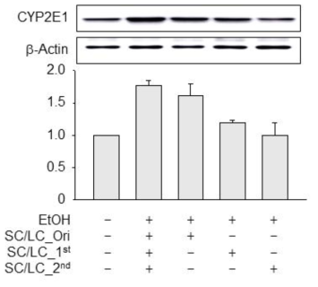 Inhibitory effects of processed Schisandra chinensis(SC) and Lycium chinense(LC) on alcohol-induced CYP2E1 in liver damage mice