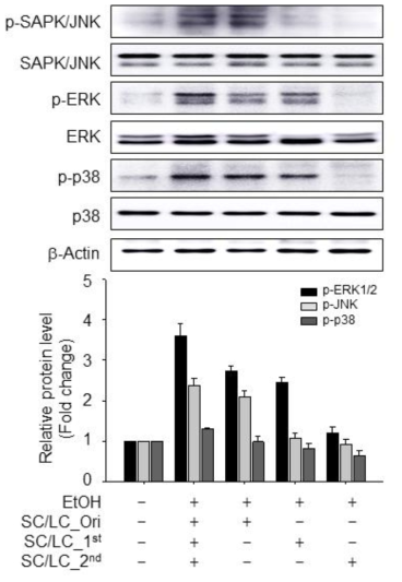 Inhibitory effects of processed Schisandra chinensis(SC) and Lycium chinense(LC) on alcohol-induced MAPK signaling pathways in liver damage mice