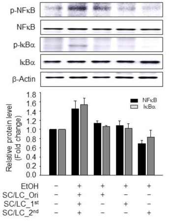 Inhibitory effects of processed Schisandra chinensis(SC) and Lycium chinense(LC) on alcohol-iinduced NF-κB activation and IκBα pho