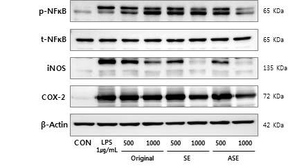 Effects of SE, ASE on LPS-induced p-NFkB, iNOS, and COX-2 protein overexpession in RAW 264.7 cells