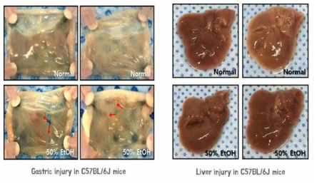 Morphological examination of stomach & liver tissue