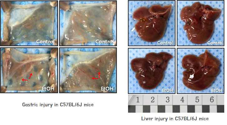 Morphological examination of stomach & liver tissue