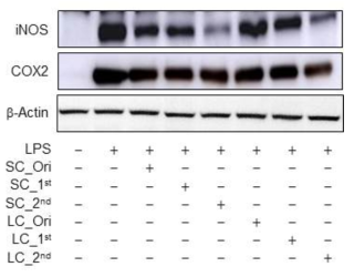 Effects of processed Schisandra chinensis(SC) and Lycium chinense(LC) on LPS-induced iNOS, and COX-2 protein overexpession in RAW 264.7 cells