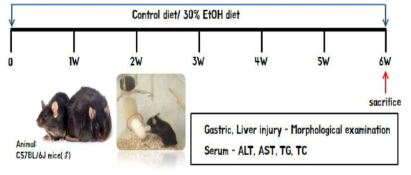 Chronic alcoholic stomach and liver damage animal model design