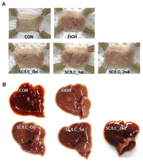 Morphological examination of A. stomach and B. liver tissue