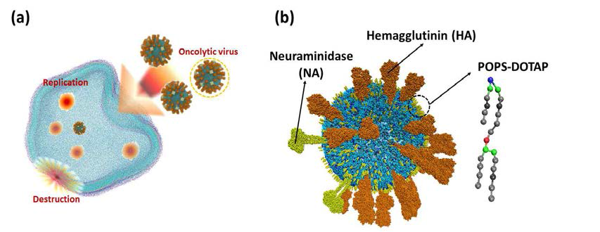 Anticancer action scheme of oncholitic viruses and virus CG model