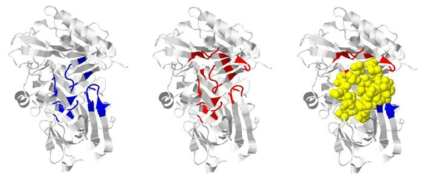 Target protein three-dimensional structure