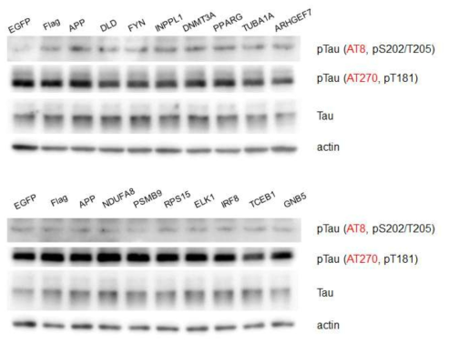 The status of tau phosphorylation in SH-SY5Y cells overexpressing genes indicated