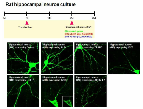 The experimental scheme and results of localization of target proteins in primary cultured neuronal cell