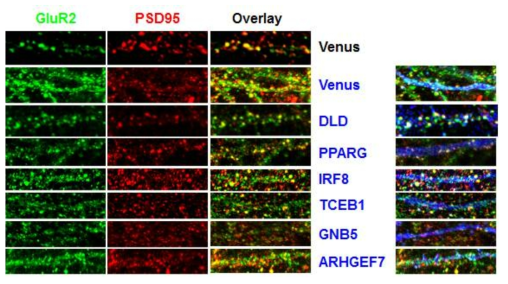 The results of co-localization of target proteins and PSD95 in primary cultured neuronal cells