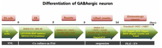 The scheme for differentiation of GABAergic neuron with human embryonic stem cell
