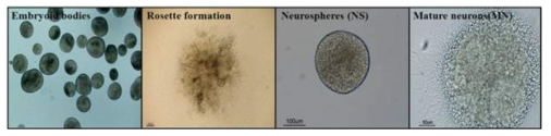 Confirmation of the morphological characteristics of neuronal differentiation
