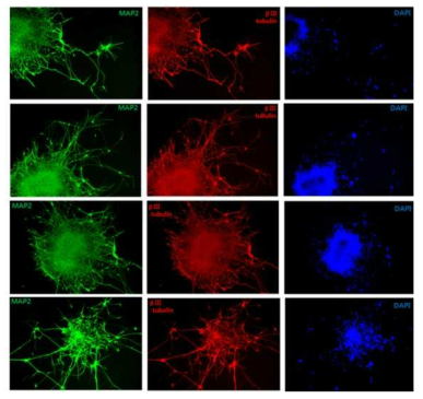 Differentiation into mature neurons from stem cells