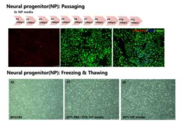 Confirmation for survival of neural progenitor cells after subculture and frozen storage