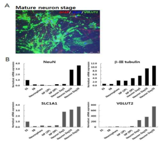 Characterization of gluramatergic neurons
