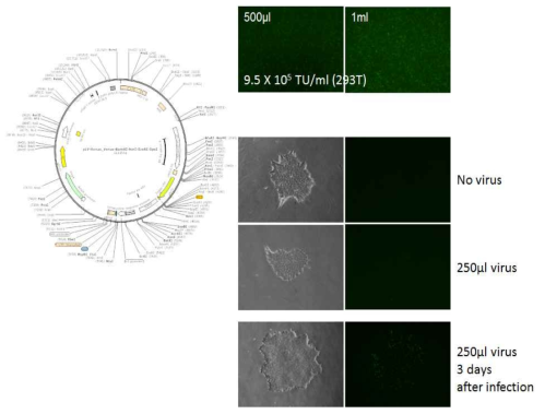 The map of pLV-venus vector and transduction of virus on human embryonic stem cell